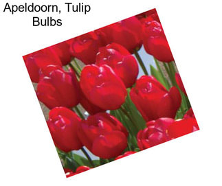 Apeldoorn, Tulip Bulbs