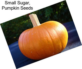 Small Sugar, Pumpkin Seeds