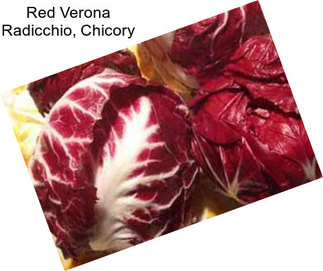 Red Verona Radicchio, Chicory