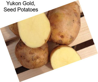 Yukon Gold, Seed Potatoes