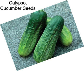 Calypso, Cucumber Seeds