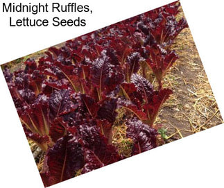 Midnight Ruffles, Lettuce Seeds