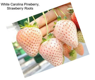 White Carolina Pineberry, Strawberry Roots