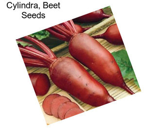 Cylindra, Beet Seeds