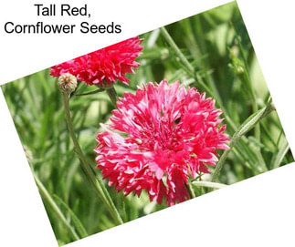 Tall Red, Cornflower Seeds