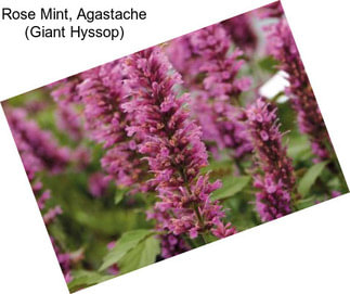 Rose Mint, Agastache (Giant Hyssop)