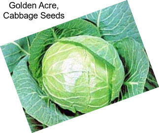 Golden Acre, Cabbage Seeds