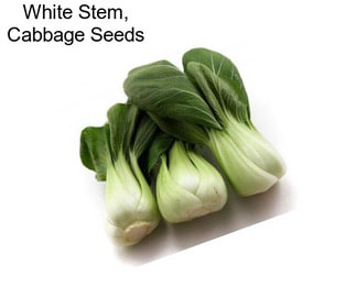 White Stem, Cabbage Seeds