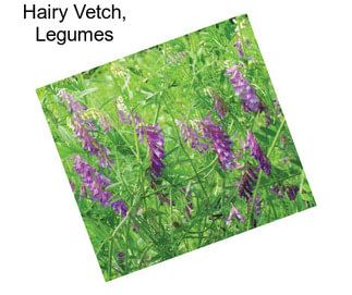 Hairy Vetch, Legumes