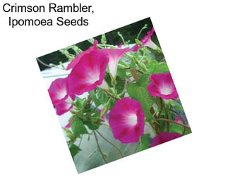 Crimson Rambler, Ipomoea Seeds