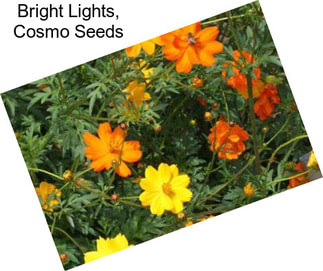 Bright Lights, Cosmo Seeds