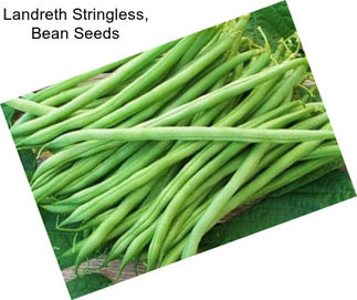 Landreth Stringless, Bean Seeds