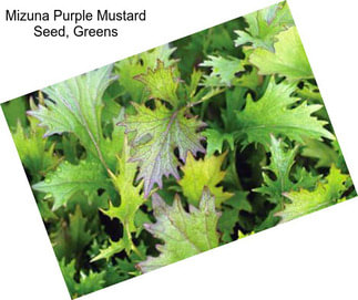 Mizuna Purple Mustard Seed, Greens