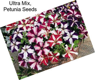 Ultra Mix, Petunia Seeds