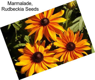 Marmalade, Rudbeckia Seeds