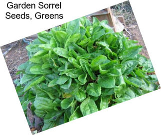 Garden Sorrel Seeds, Greens