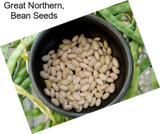 Great Northern, Bean Seeds