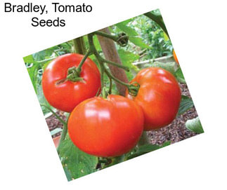 Bradley, Tomato Seeds