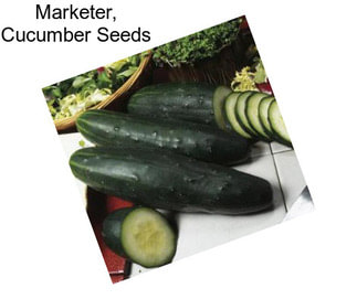 Marketer, Cucumber Seeds