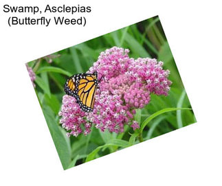 Swamp, Asclepias (Butterfly Weed)