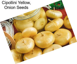 Cipollini Yellow, Onion Seeds