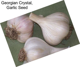 Georgian Crystal, Garlic Seed
