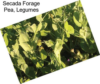 Secada Forage Pea, Legumes