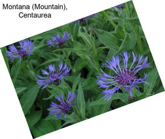 Montana (Mountain), Centaurea