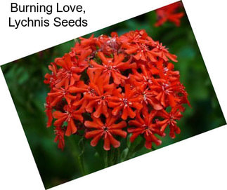 Burning Love, Lychnis Seeds