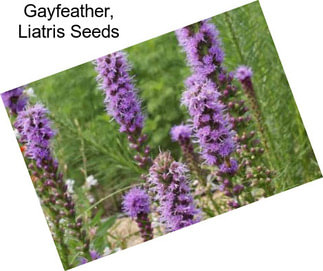 Gayfeather, Liatris Seeds