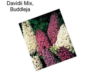 Davidii Mix, Buddleja