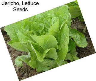 Jericho, Lettuce Seeds