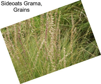 Sideoats Grama, Grains