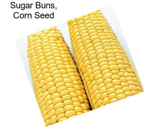 Sugar Buns, Corn Seed