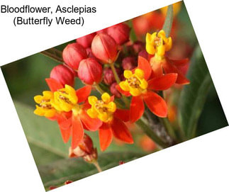 Bloodflower, Asclepias (Butterfly Weed)