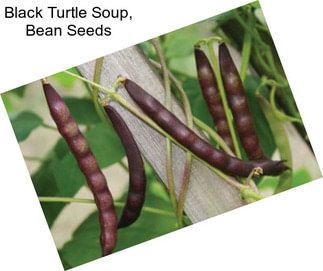 Black Turtle Soup, Bean Seeds