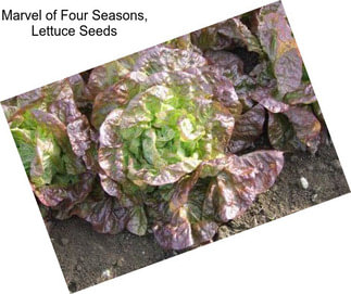 Marvel of Four Seasons, Lettuce Seeds