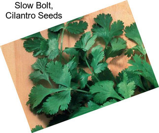 Slow Bolt, Cilantro Seeds