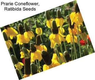 Prarie Coneflower, Ratibida Seeds