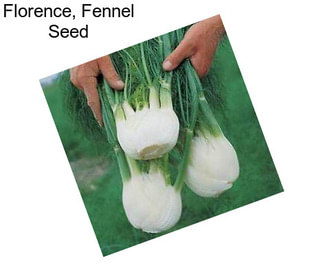 Florence, Fennel Seed