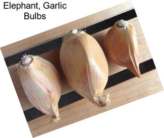 Elephant, Garlic Bulbs