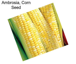 Ambrosia, Corn Seed