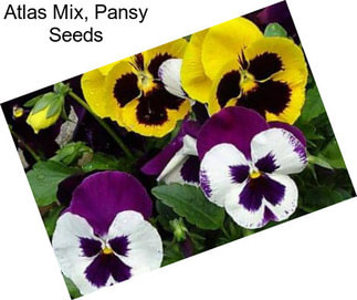 Atlas Mix, Pansy Seeds