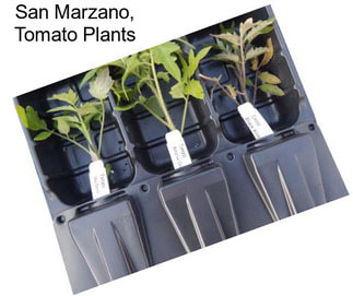 San Marzano, Tomato Plants