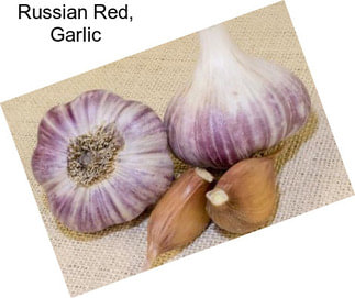 Russian Red, Garlic