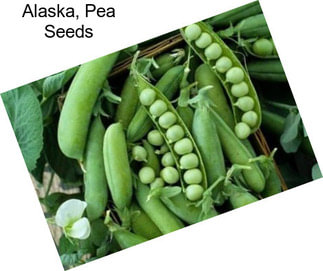 Alaska, Pea Seeds