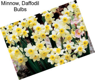 Minnow, Daffodil Bulbs