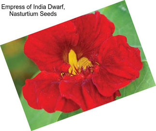 Empress of India Dwarf, Nasturtium Seeds