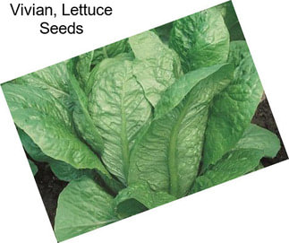 Vivian, Lettuce Seeds