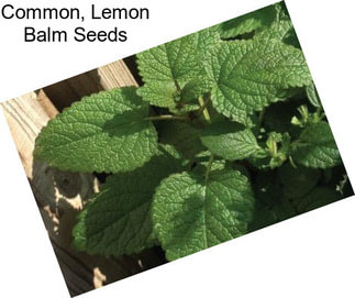 Common, Lemon Balm Seeds